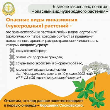 Борьба с борщевиком станет обязательной !